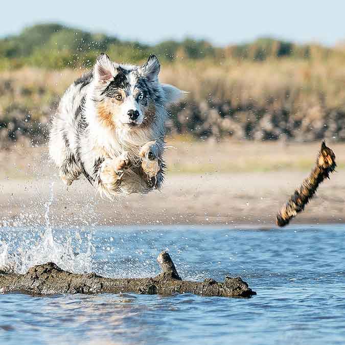 Australian-Shepherd